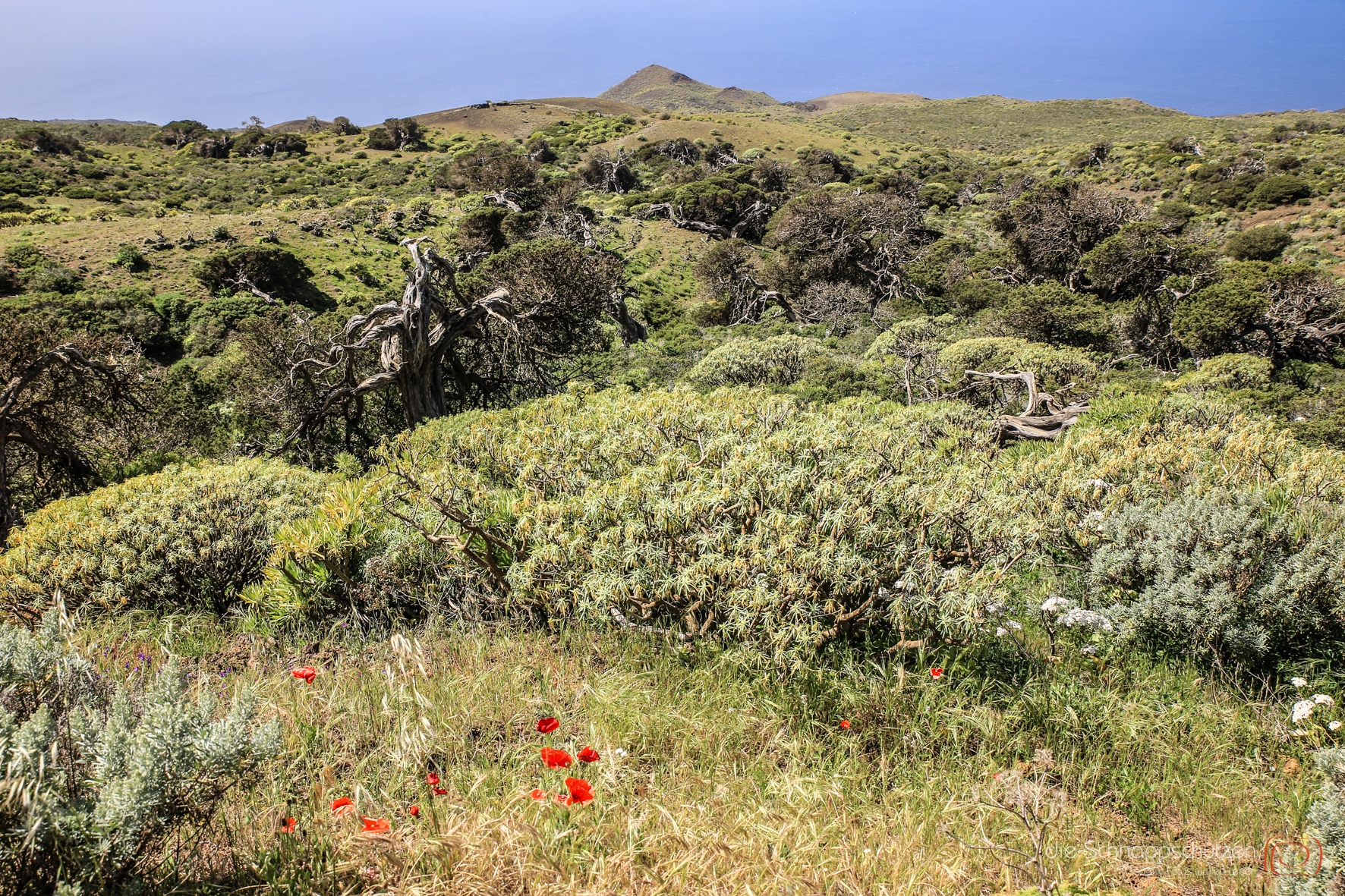 Wacholderbaumwald auf El #Hierro