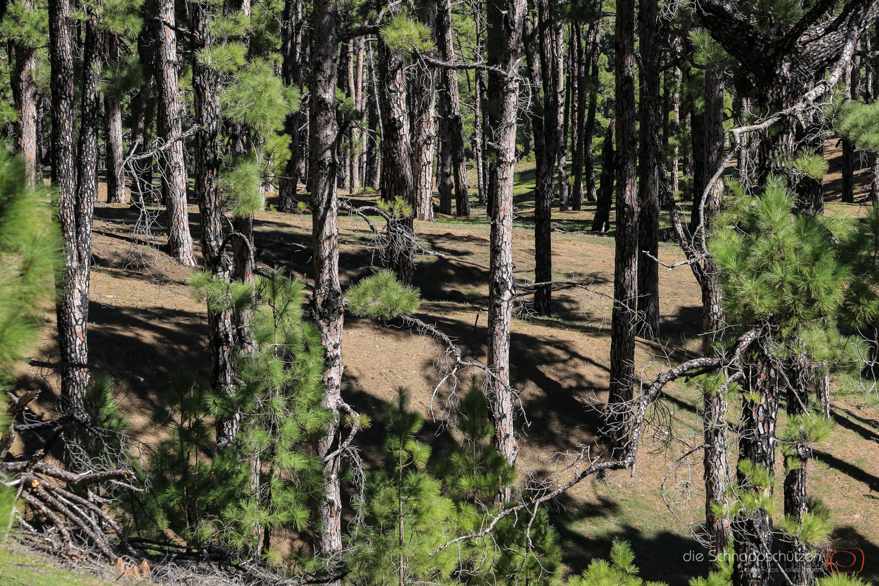 Waldstrukturen auf El Hierro