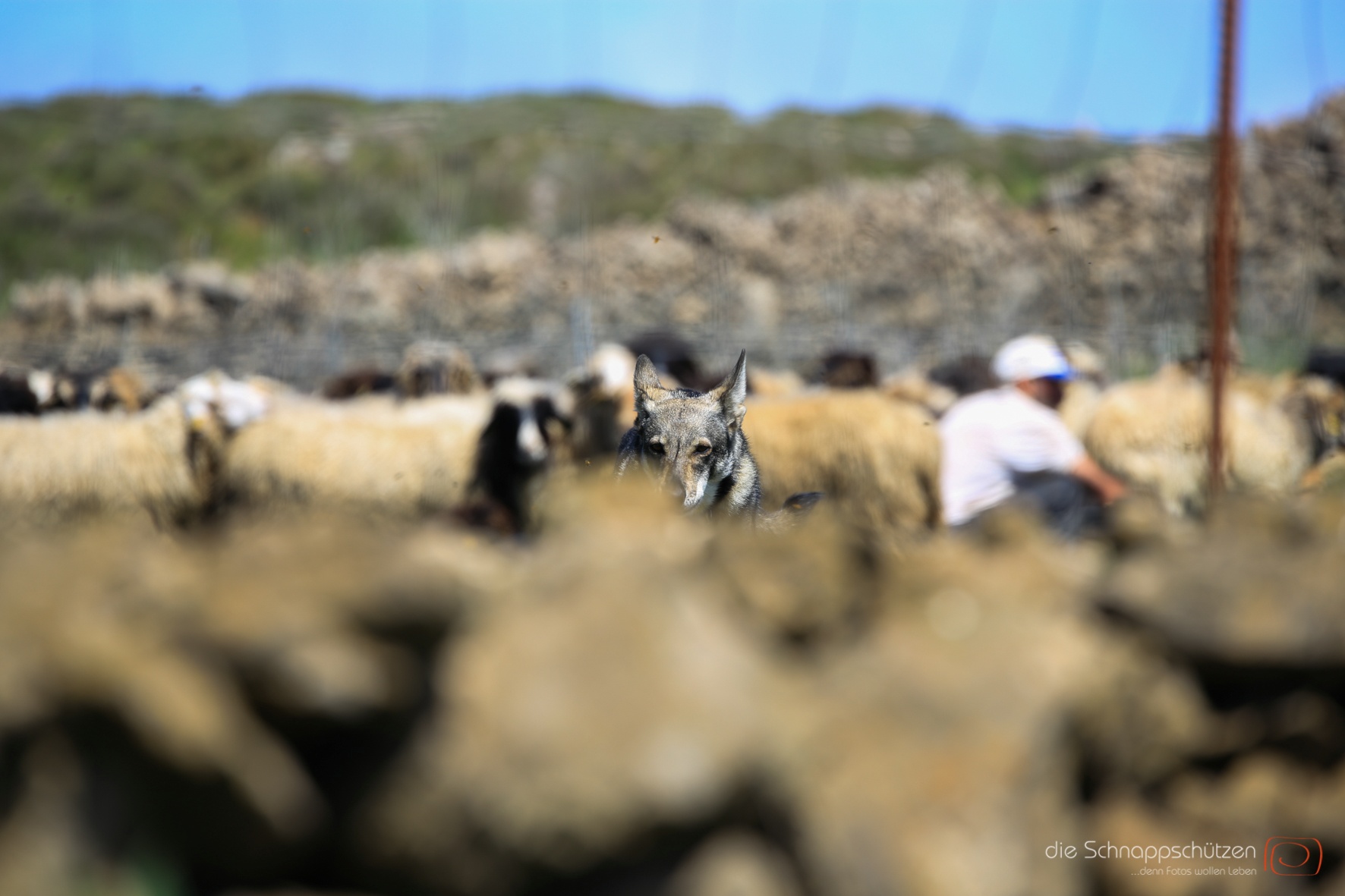 Hirte mit Hütehund auf El Hierro