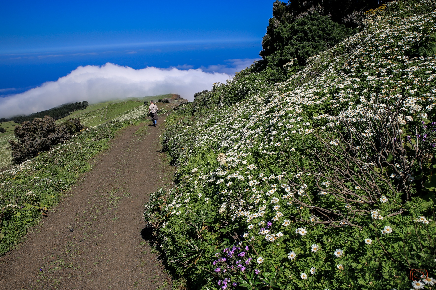 Hochebene auf El Hierro