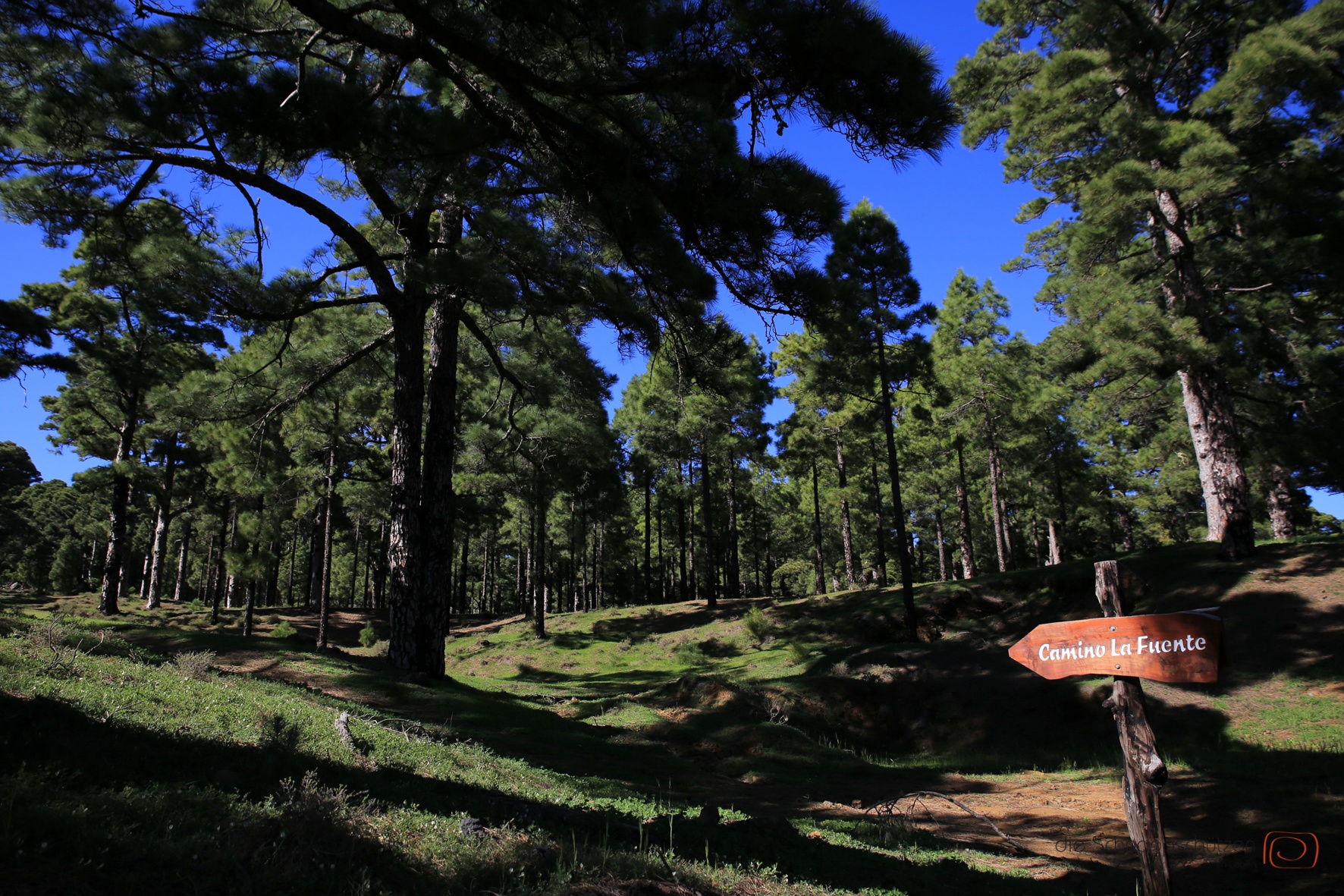 Wanderwege durch den Wald auf El #Hierro