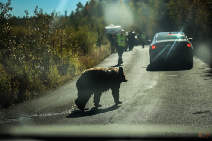 Grizzly Bär